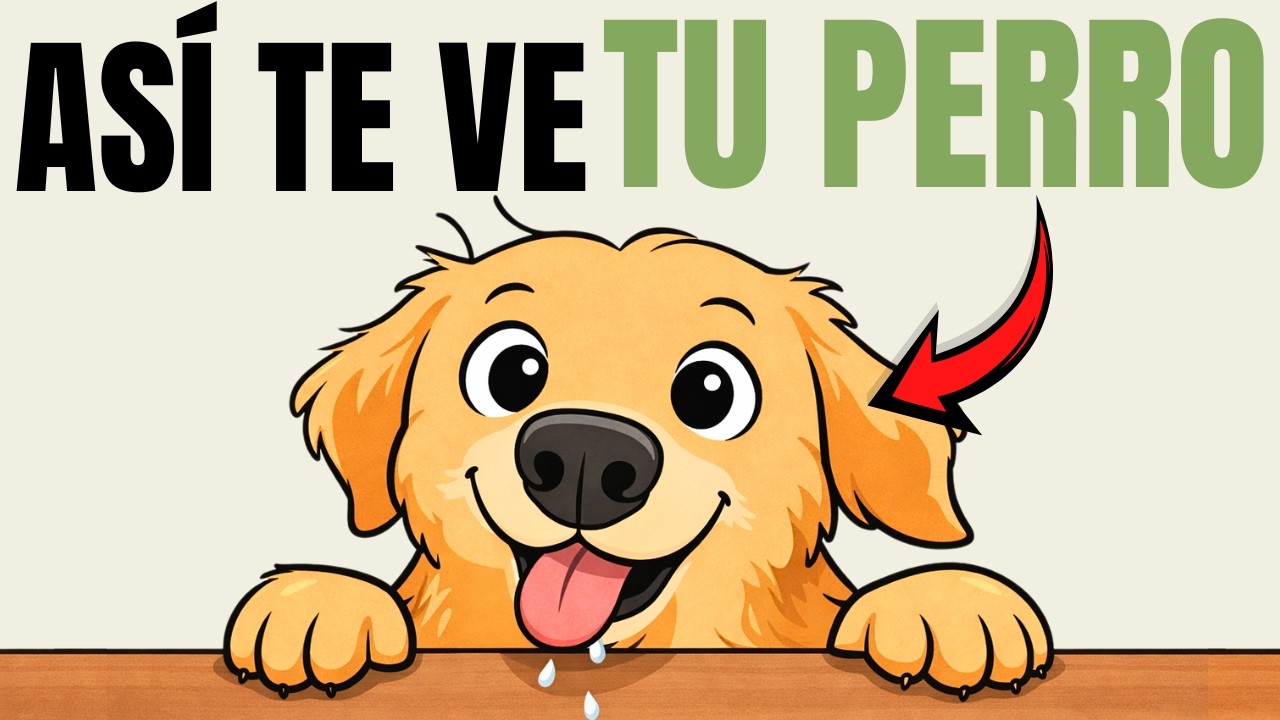 Tu perro no te ve como un humano. Esto es lo que realmente significas para ellos.