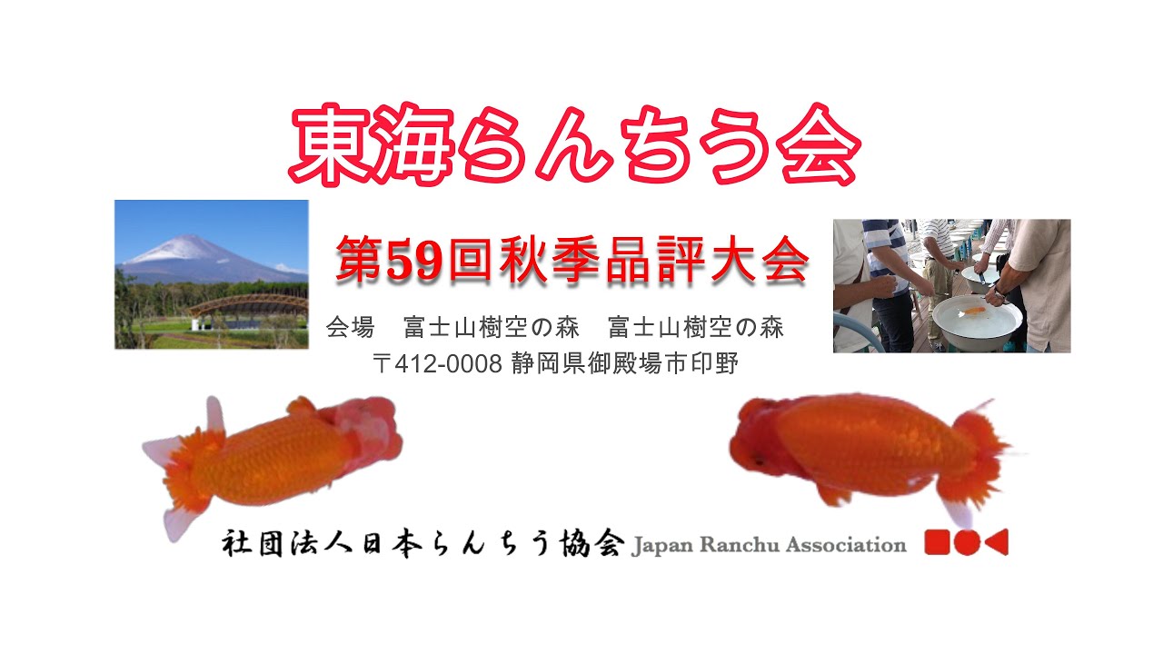 【4K】2025東海らんちゅう会　第59回秋季品評大会