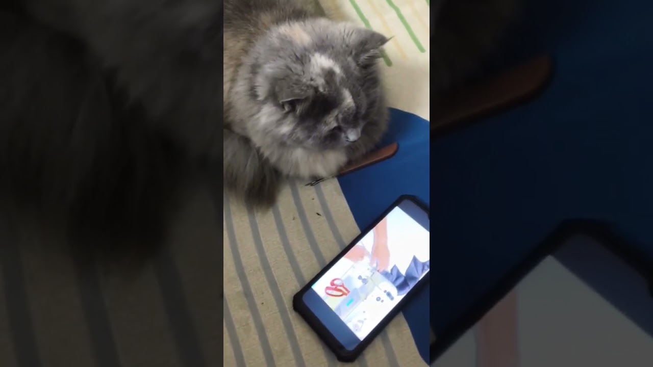 beautiful cat online class 🤩🤩