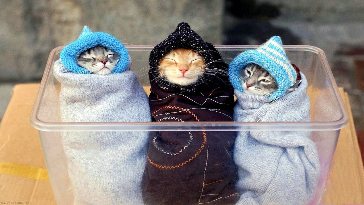 ПРИКОЛЫ С ЖИВОТНЫМИ / СМЕШНЫЕ КОШКИ / Веселые и смешные котики и собаки /#1/  Funny animals video