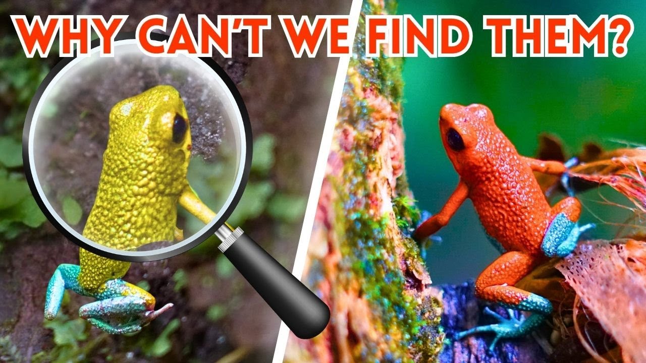 Rare Frog Challenge: Can we find 2 Unique Poison Dart Frogs in Costa Rica in the same day?
