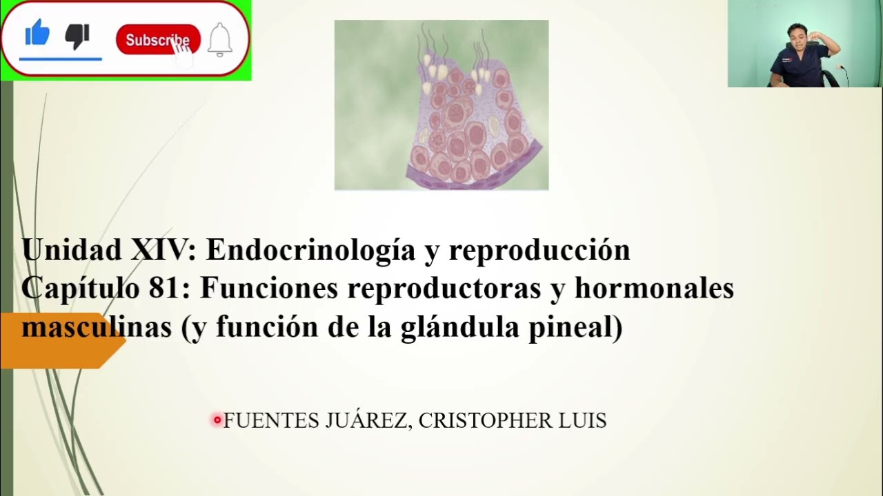FISIOLOGÍA: FUNCIONES REPRODUCTORAS y HORMONAS MASCULINAS (y FUNCIÓN DE LA GLÁNDULA PINEAL)