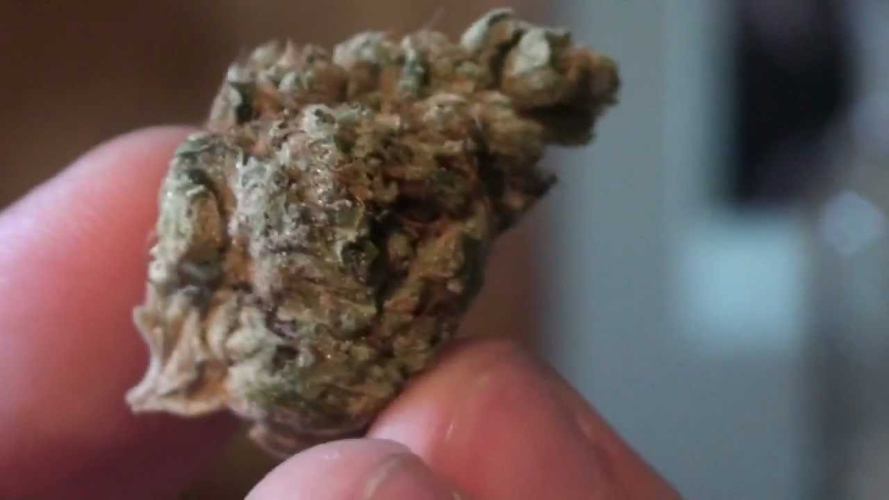 Honey OG Kush Review