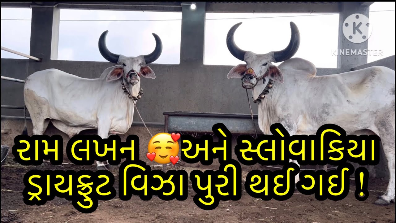 રામ લખન ને સલોવાકીયા ડાય ફુટ ના વિજા પુરા થય ગય છે