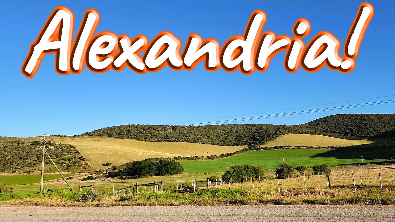 Alexandria – The Second Largest Chicory Factory Worldwide! Ep 323