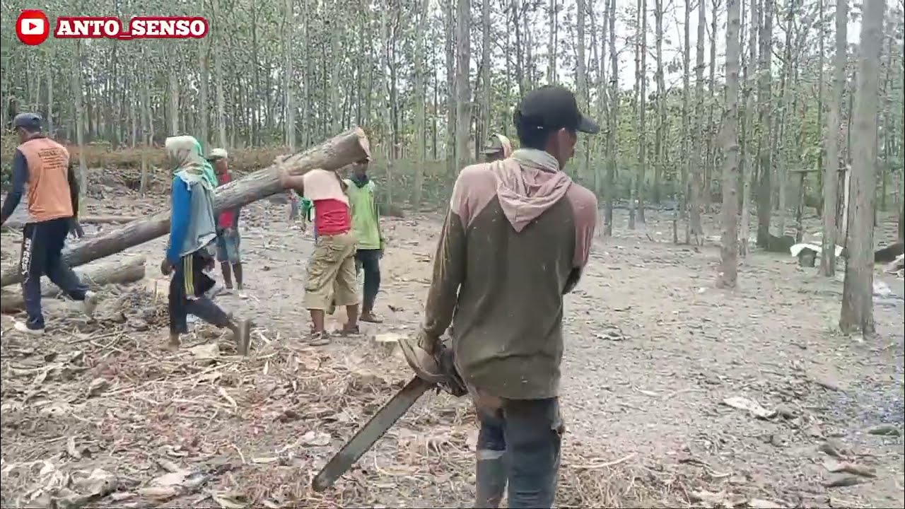 SEKALI START dapat satu truk, TEBANG POHON JATI KAMPUNG.