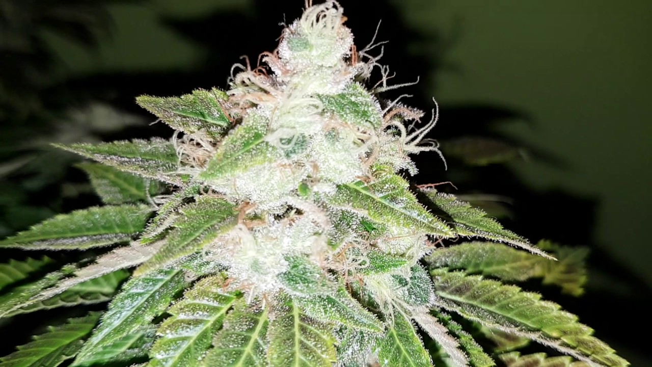 Sour Diesel Feminizada - Royal Queen Seeds 10 sem floracion