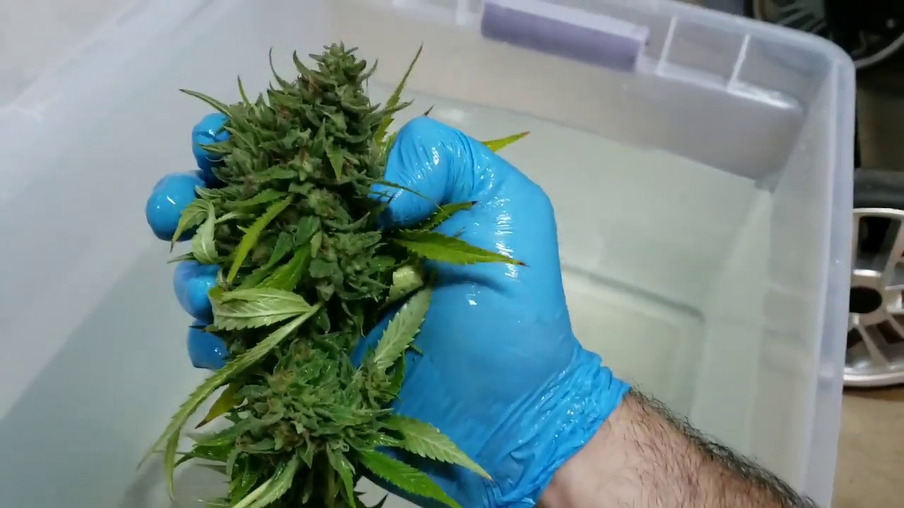 Full bud washing tutorial