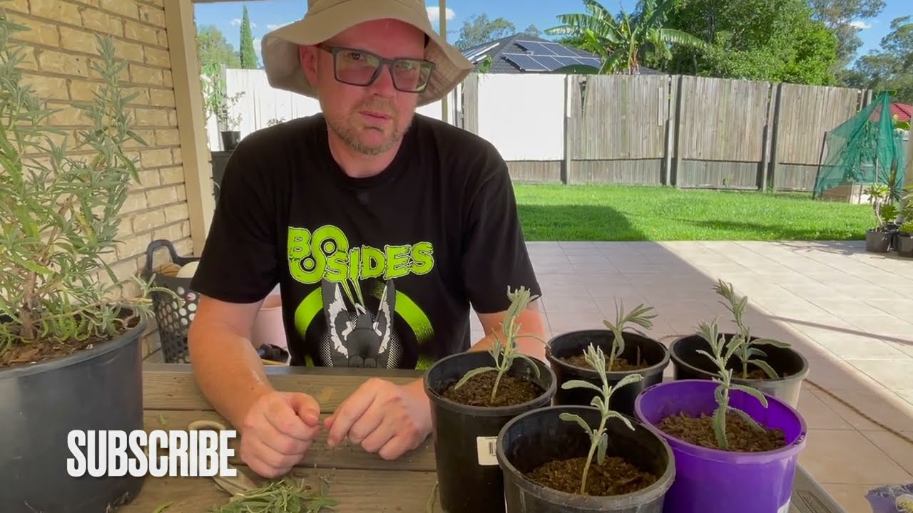 How to propagate French Lavender from cuttings