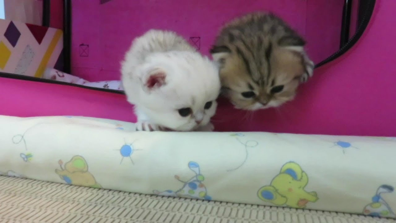 18 06 29 N Litter 3 to 4 weeks old