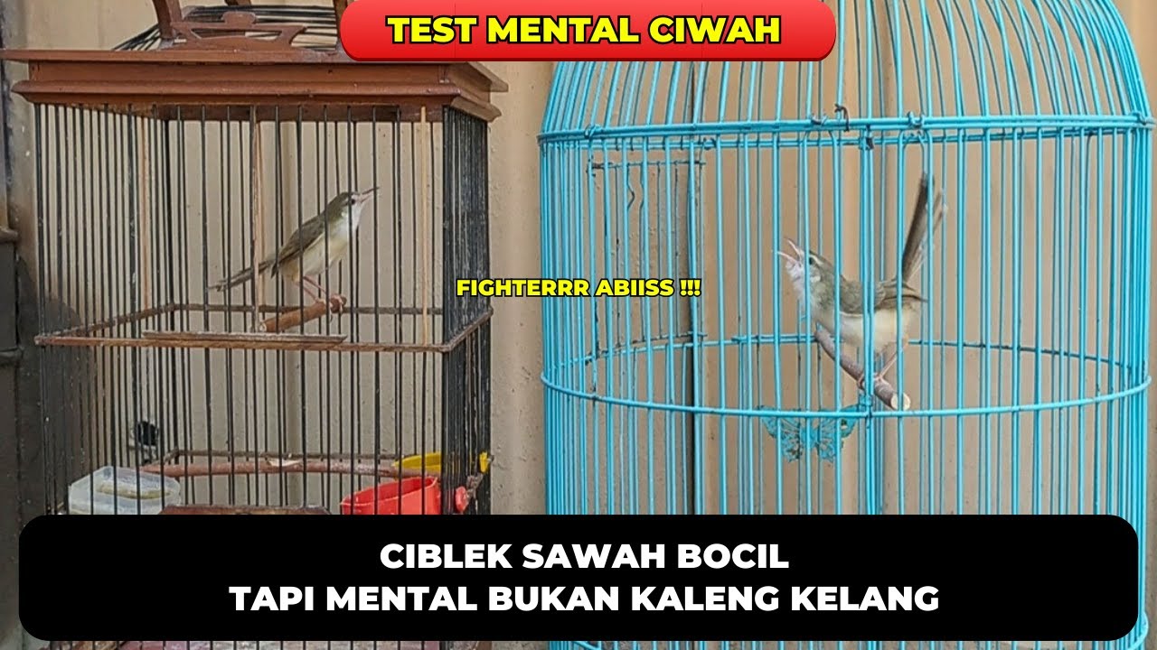 CIBLEK SAWAH BOCIL HASIL OMBYOKAN PUNYA MENTAL & FIGHTER LUAR BIASA❗