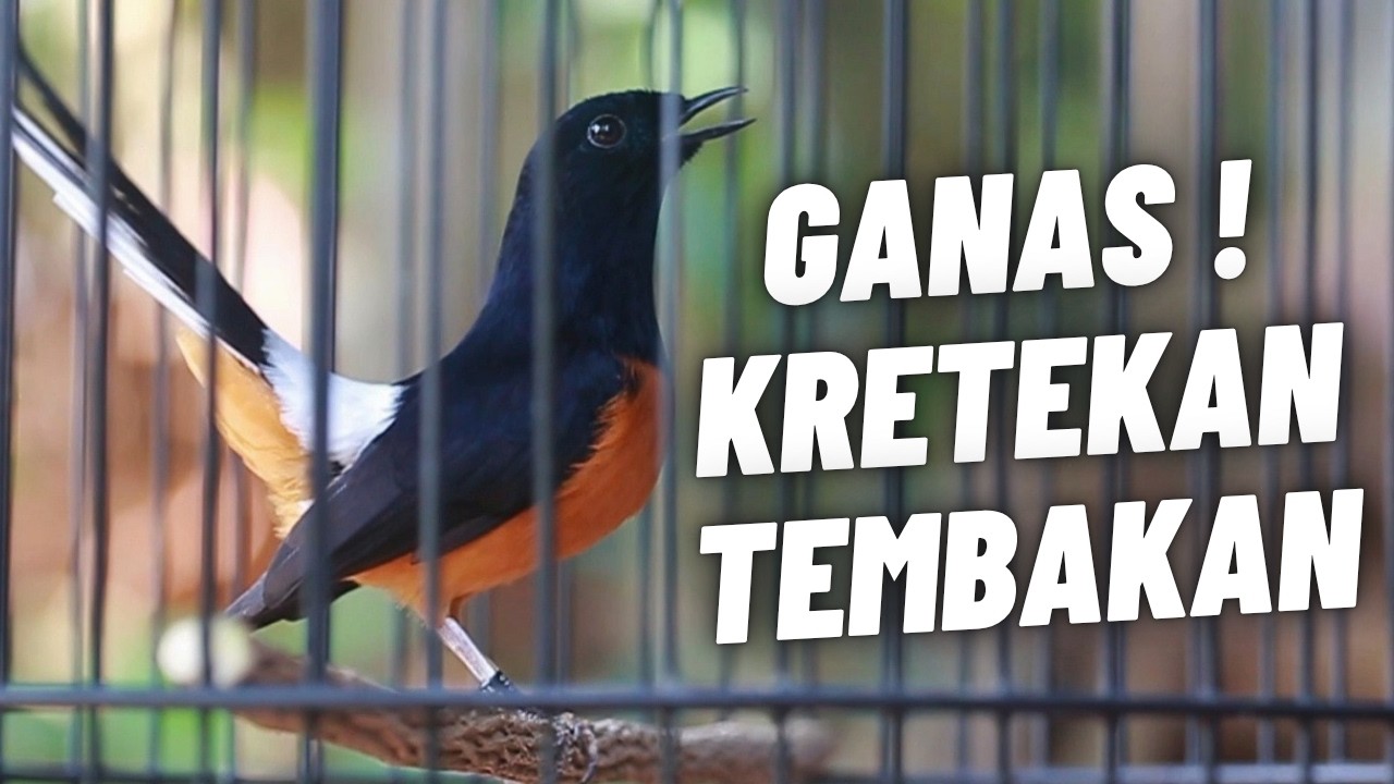 MURAI BATU GACOR FULL ISIAN TEMBAKAN KASAR KRETEKAN GANAS SANGAT AMPUH MEMANCING EMOSI MURAI BATU