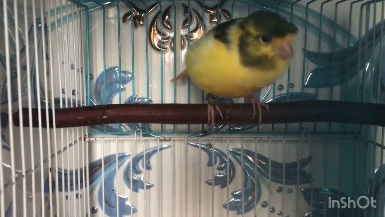 الكناري صوت عندليب