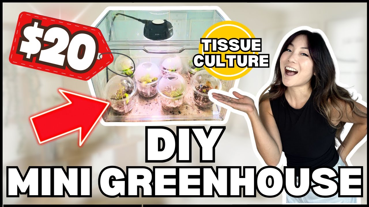 $20 DIY Mini Greenhouse + Rare Tissue Culture (Philodendron Caramel Marble)
