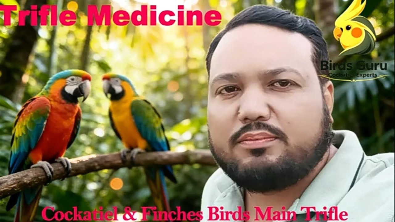 Trifle Medicine for Birds Kab Use Kerein?#foryou #birds #gouldianfinch #cockatielbird #breedingpair