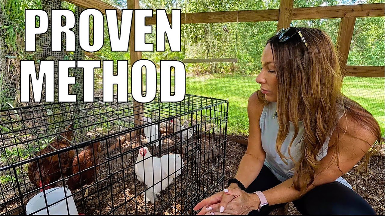 How to Stop a Broody Hen + Chick Update