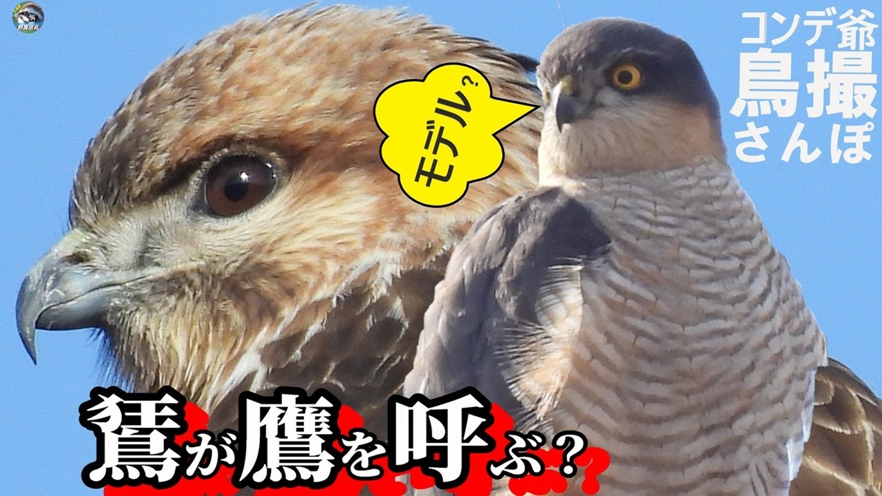 ノスリがタカを呼び　やらかしがチャンスを呼ぶ　北播磨のお茶知ってますか