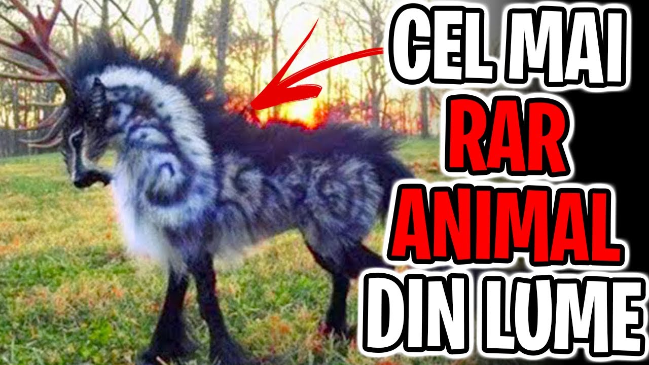 15 Animale RARE Aproape Imposibil De VAZUT