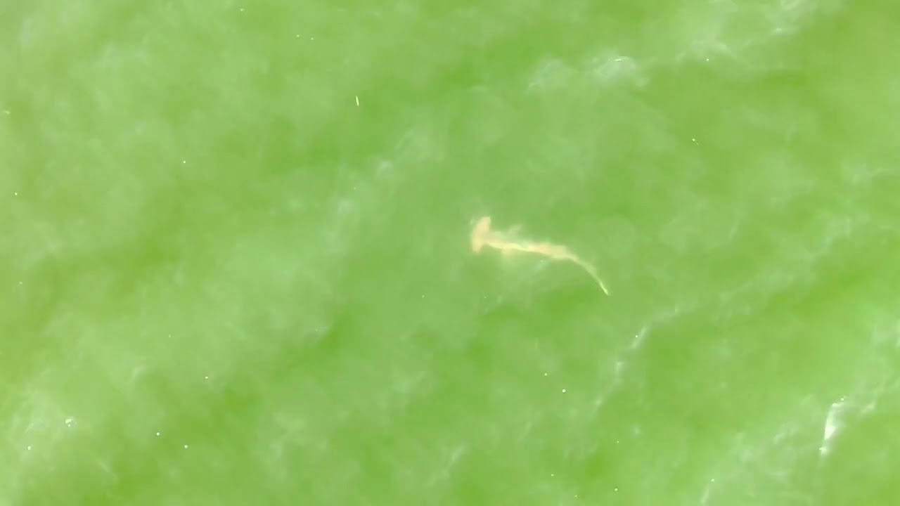 Hammerhead shark & more ￼July 26, 2025