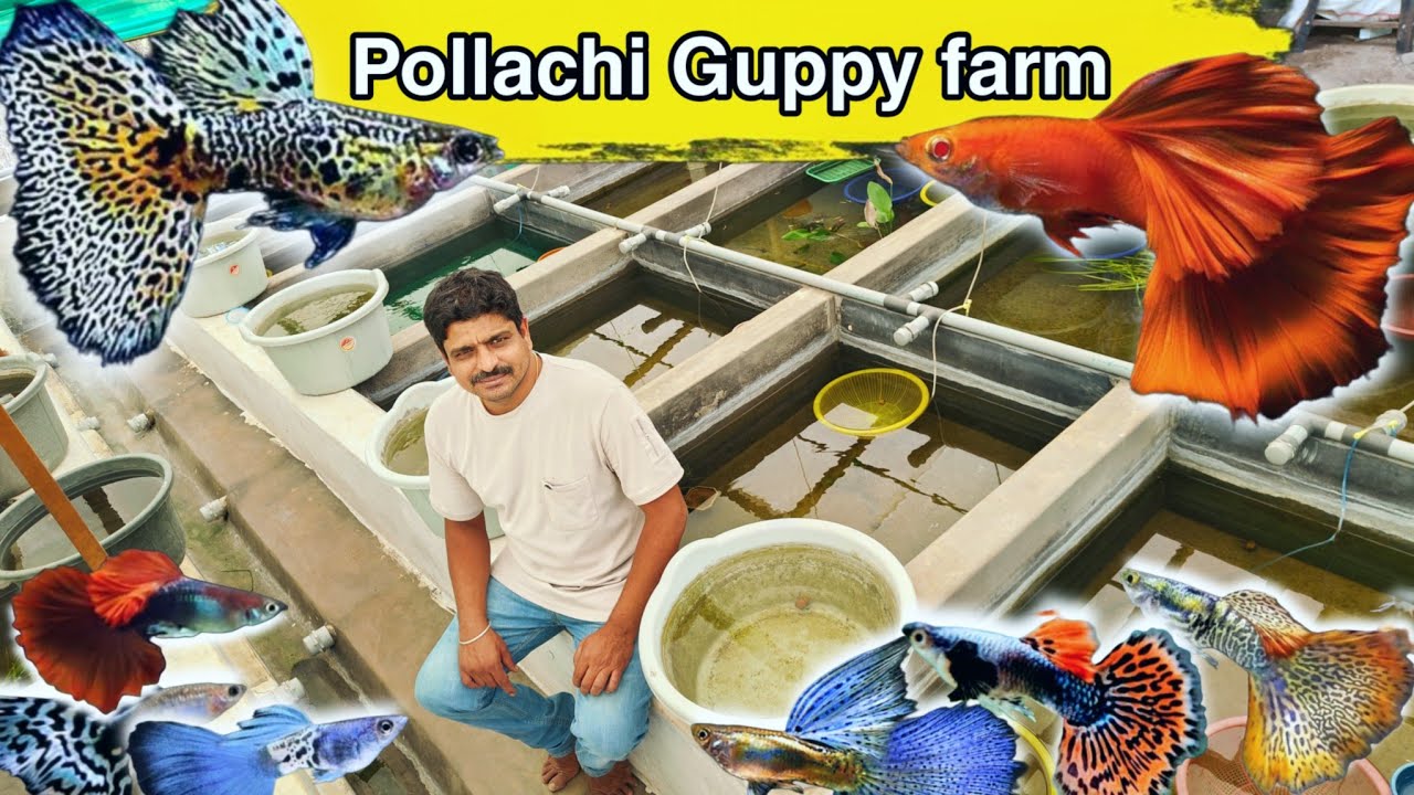 45+ guppy varieties in one farm | Exotic guppy farm tour | தமிழ்