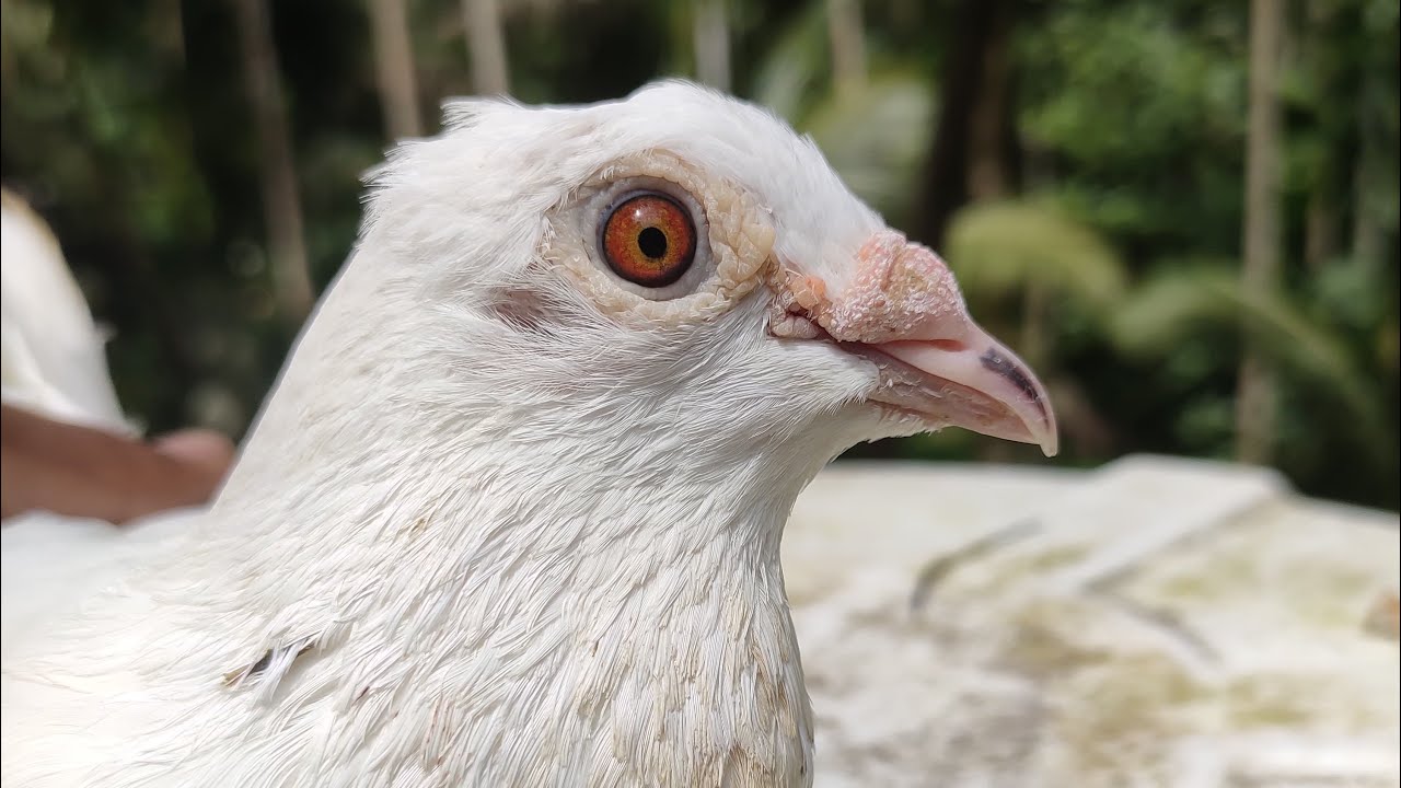 ബൾക്കായി പ്രാവുകൾ വീണ്ടും 🕊🕊🕊🕊