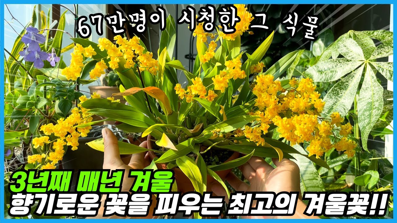 67만명이 시청한 최고의 겨울꽃!! 드디어 꽃피우는 방법 알아냈습니다!!