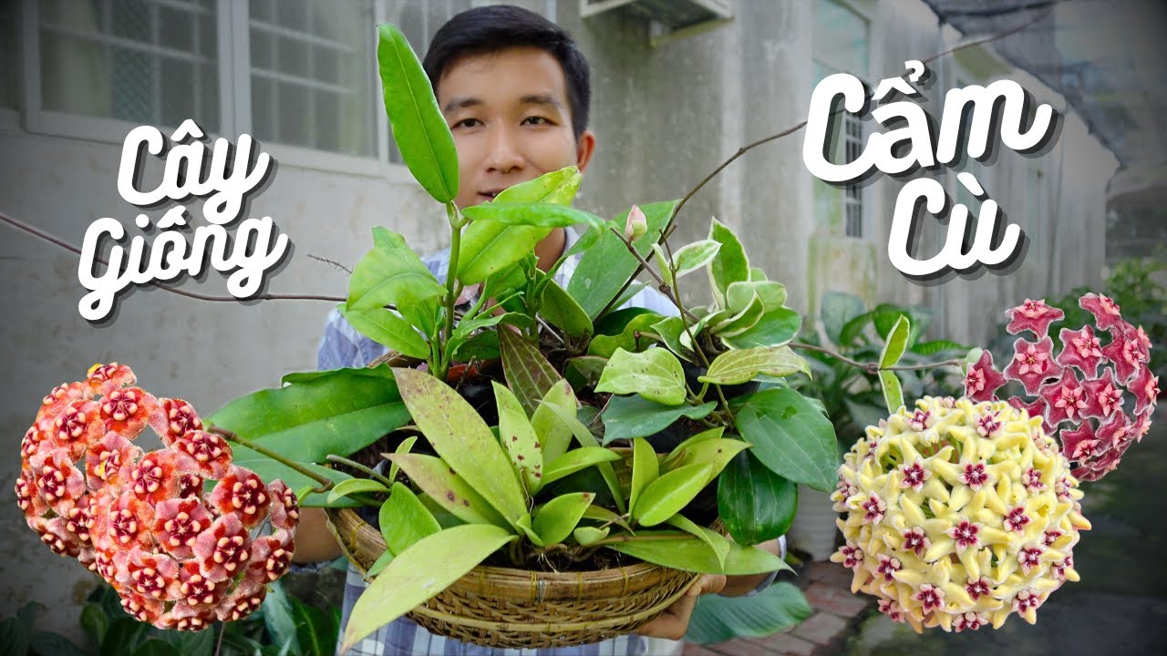 Combo Cây Giống Hoa Cẩm Cù Giá Rẻ Tặng Kèm Phân Hữu Cơ Kích Rễ • Vlog #83