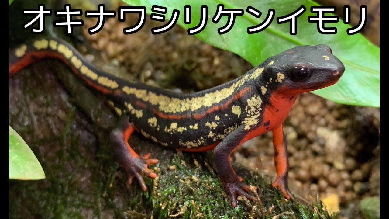 【激かわ】ベタ慣れオキナワシリケンイモリのお食事