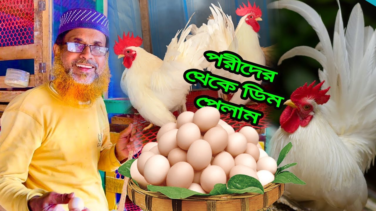 অবশেষে সাদা পরীদের থেকে ডিম পেয়ে গেলাম আলহামদুলিল্লাহ ❤️❤️