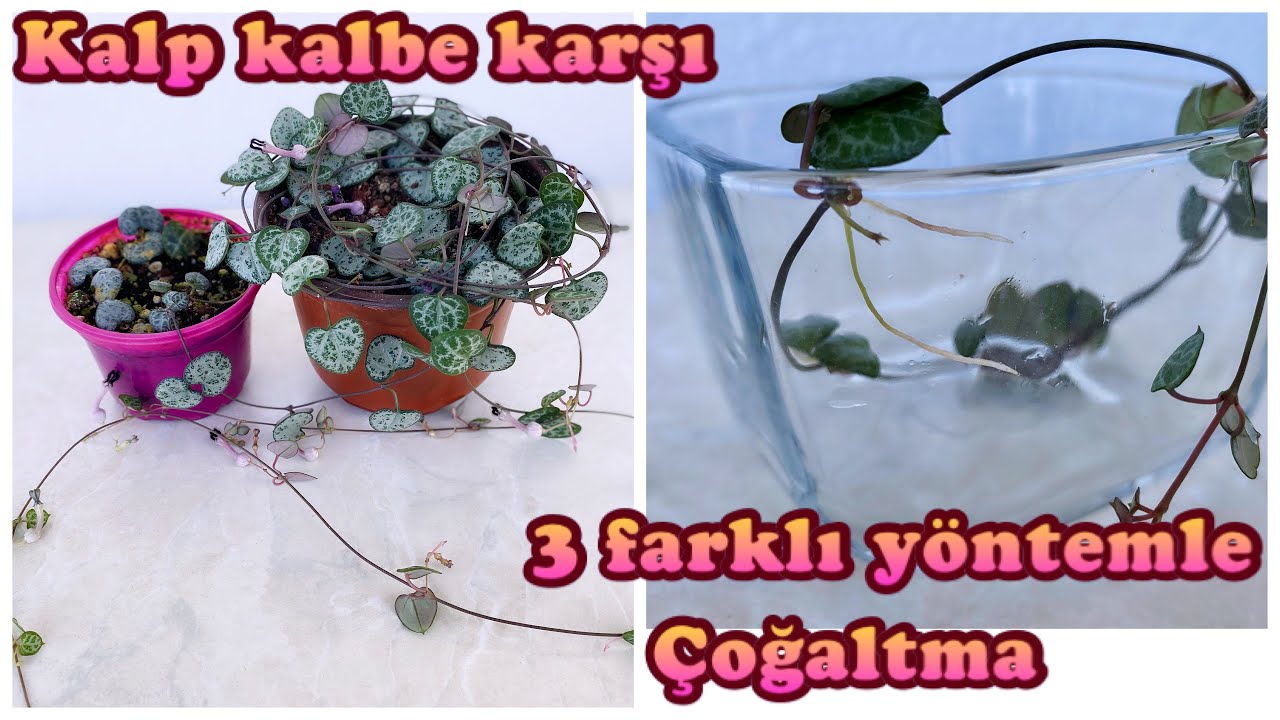 Kalp Kalbe Karşı Çiçeği | 3 farklı yöntemle çoğaltma, bakım (ceropegia woodi)