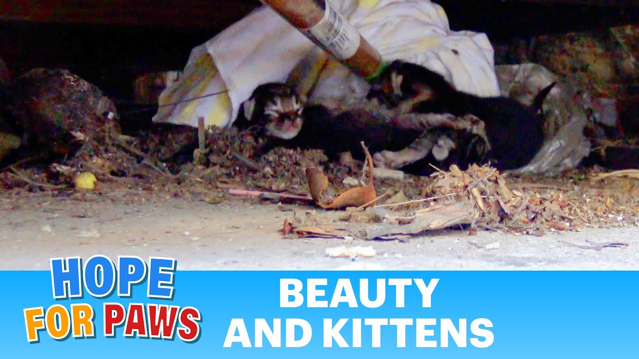 Mama cat wouldn't leave her babies behind. She took one, came back for the rest, and then.. #kitten