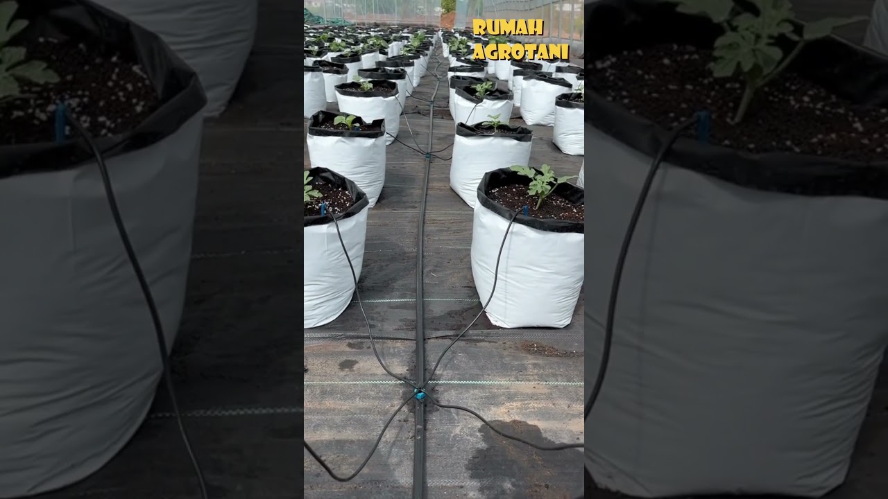 Irigasi Tetes Untuk Menanam di Polybag