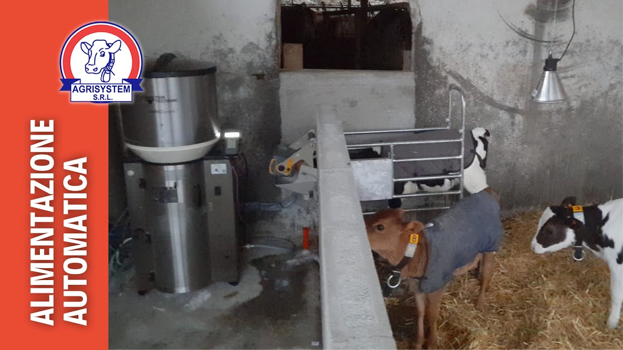 Allattatrice automatica per l'alimentazione dei vitelli - Agrisystem srl