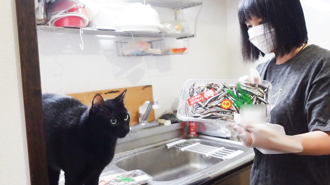 釣れた魚で猫と晩酌！