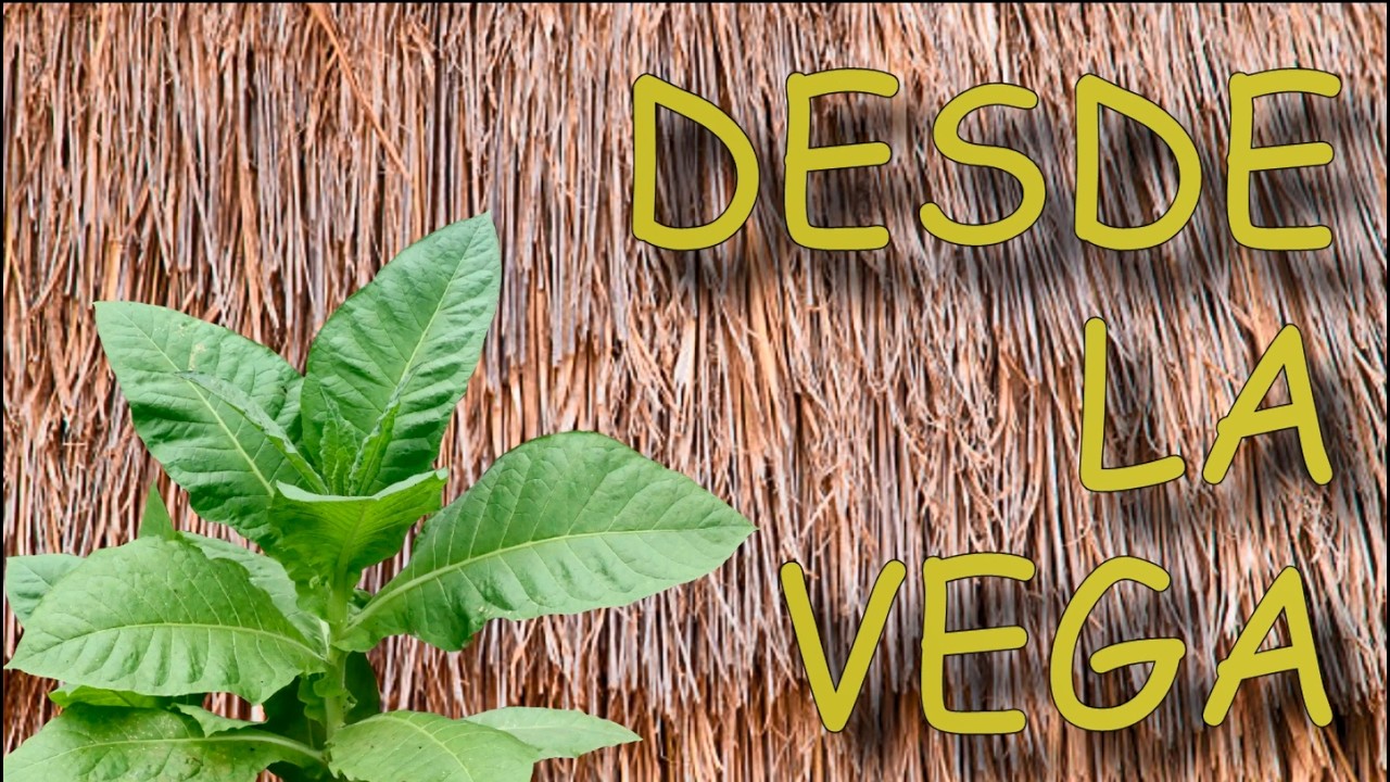LA PRIMERA VEGA DE LOS MANGUITOS