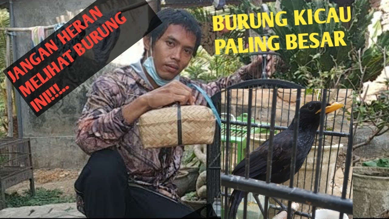 UNBOXING Burung Kicau merdu Sebesar Monster !!!