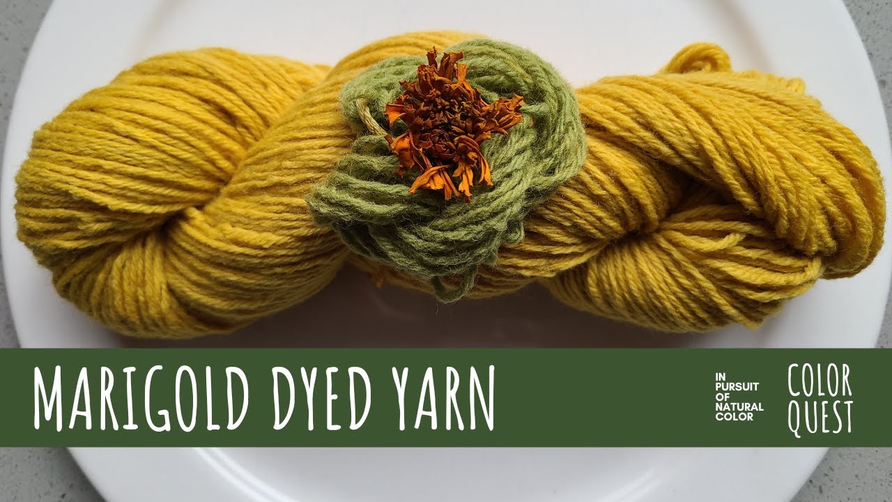 HOW TO DYE YARN WITH MARIGOLD | ORGANIC COLOR | WOOL | YELLOW GREEN | THE COLOR FARM CSA | OVER-DYE
