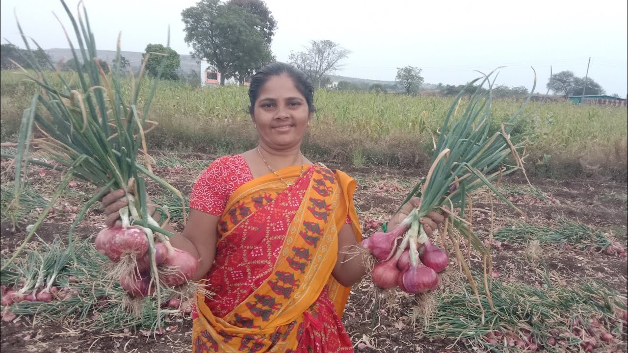 शेतकऱ्याची व्यथा आणि कांद्याची कथा 🙆😌