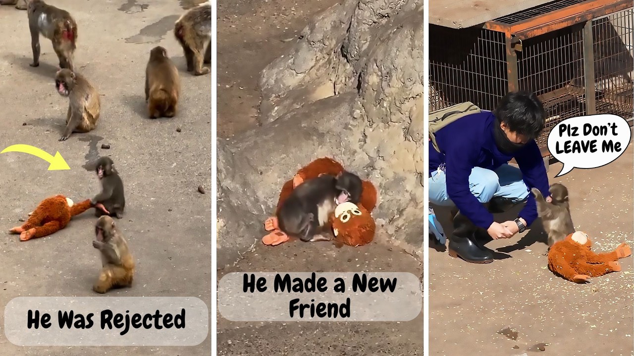 This Little Monkey in Japan Made the Whole World Cry❤️😭