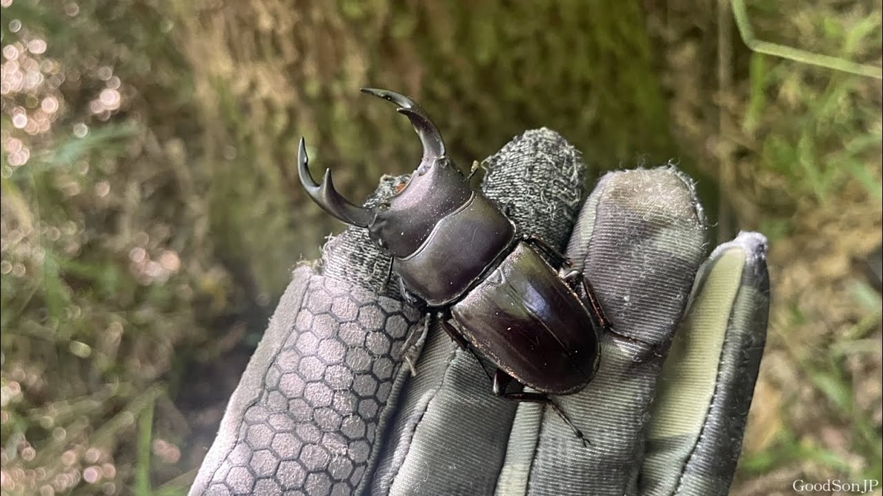 【超レア産地】オオクワガタを見つけるヒント【2025年カブトムシ・クワガタ採集】