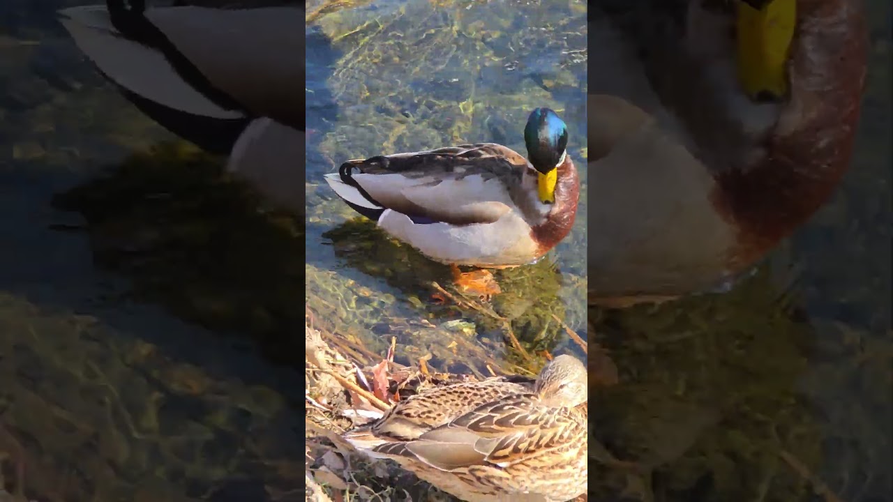 다정히 물가에서 잠든 오리 한쌍.(A Tender Pair of Ducks Sleeping by the Water.)