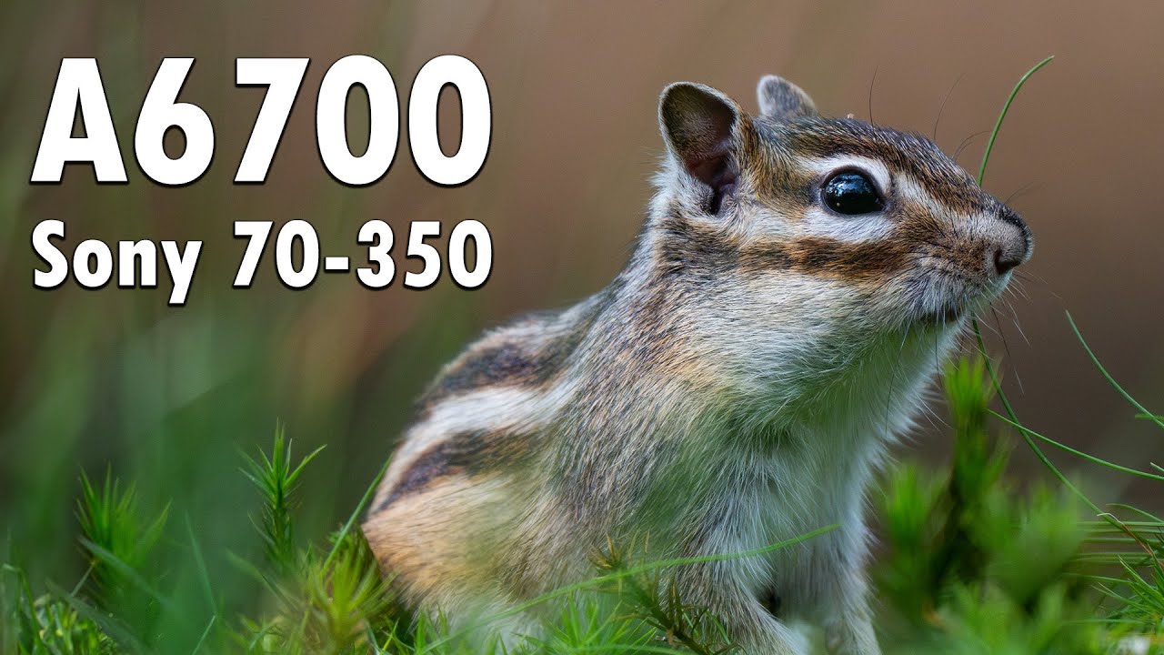 Sony A6700 | Siberian Chipmunk 4k Slowmotion footage | Sony E 70-350mm f/4.5-6.3 G OSS