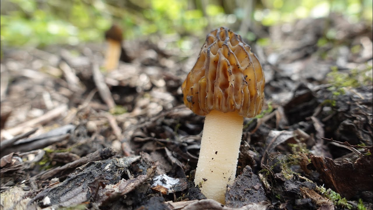Morchella gigas (4K) 29.04.2022, Poland