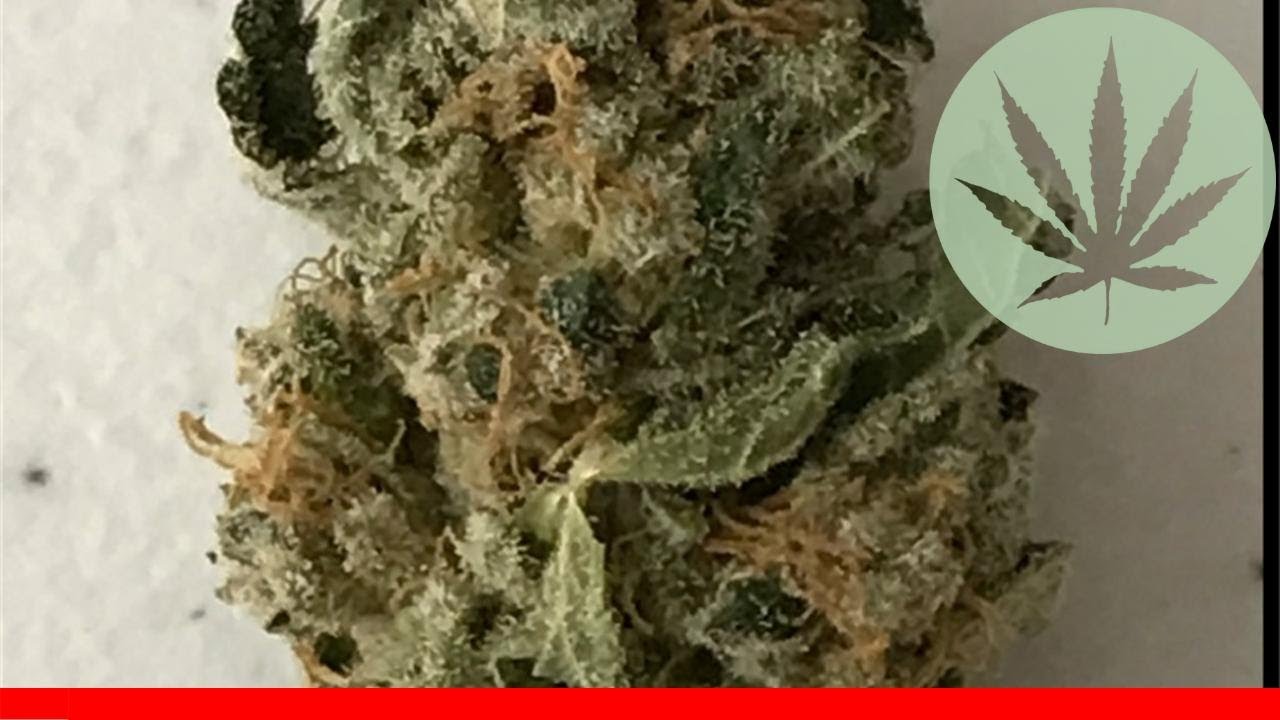 Orange Dream - All About This Strain