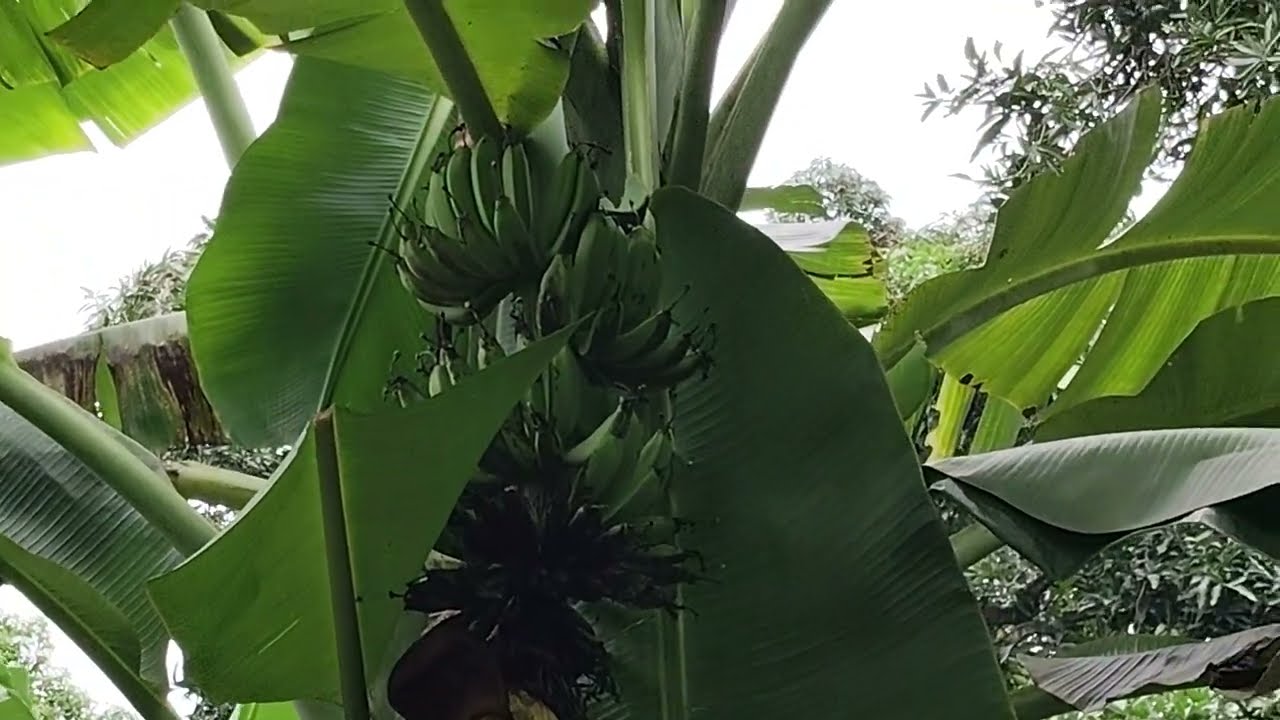 seperti apakah sekarang tanaman pisang di kebun umur satu tahun sekarang‼️...