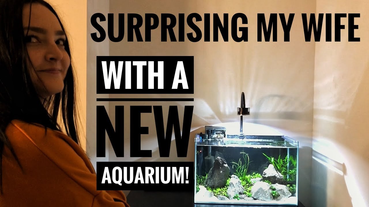 SURPRISING MY WIFE with a NEW RIMLESS AQUARIUM!
