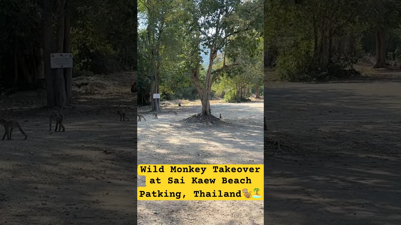 Wild Monkey Takeover at Sai Kaew Beach Parking🐒🏝️