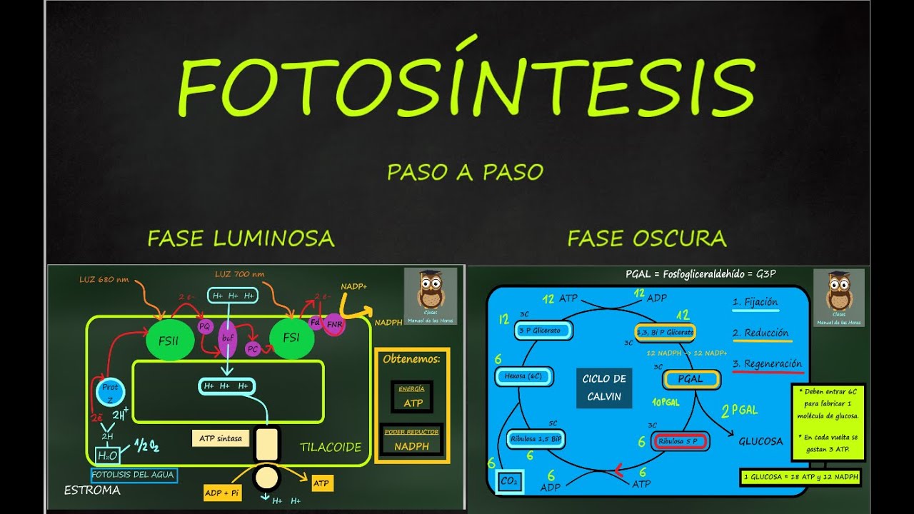 FOTOSÍNTESIS PASO A PASO. Nivel Bachillerato. FASE LUMINOSA. FASE OSCURA: Ciclo de Calvin. Biología.