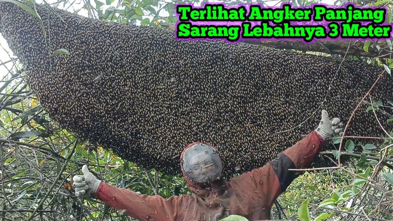 Sarannya Terlihat Angker,Madunya 1 Ember Hampir Luber.   #bee#honey#lebah#hutan#alam#panenmaduhutan