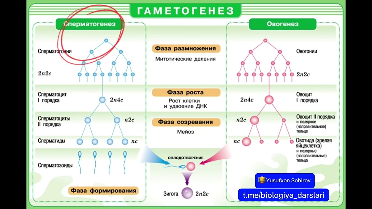 Gametogenez | Spermatogenez | Yusufxon Sobirov #mryusufxontv #biologiya